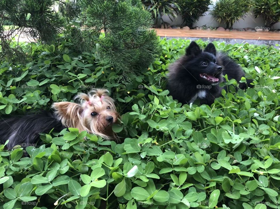 Dois cachorros nas folhas