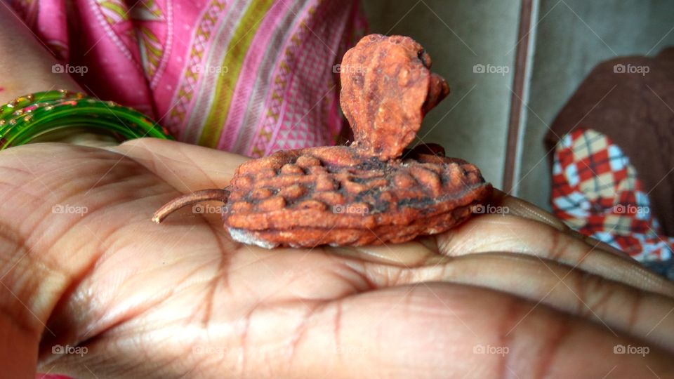 big snake model seed  {Big seed }