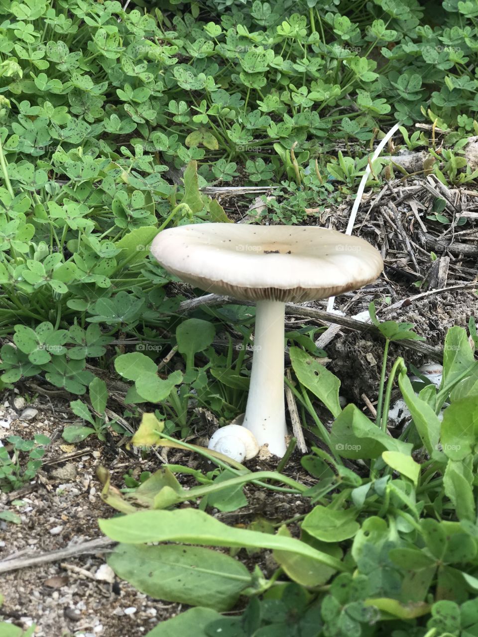 Champignon mushrooms 