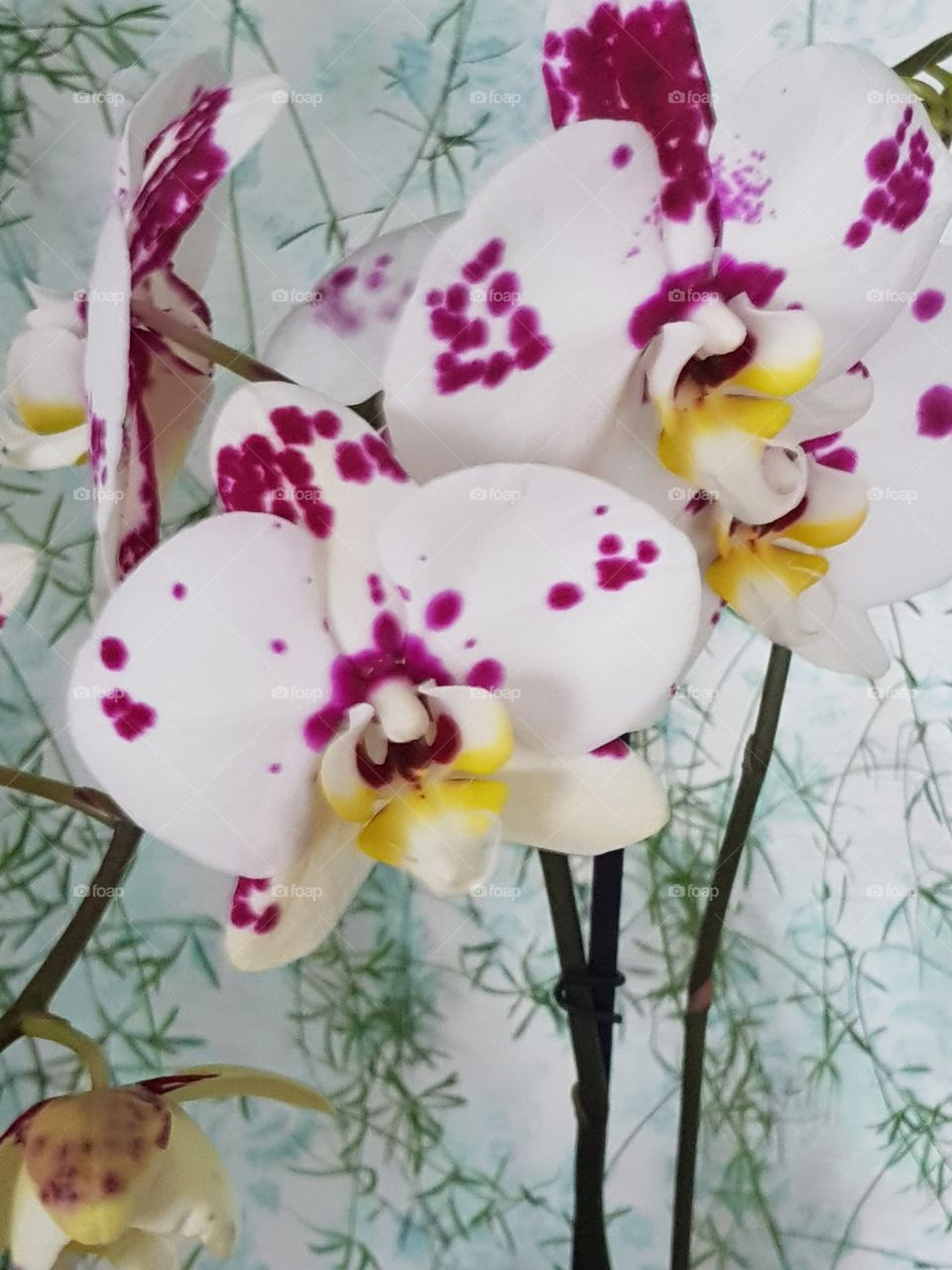 Flowers orchidėja
