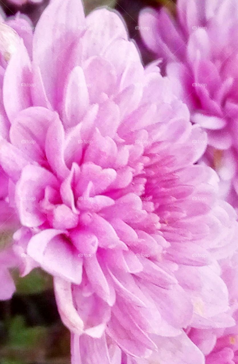 хризантема