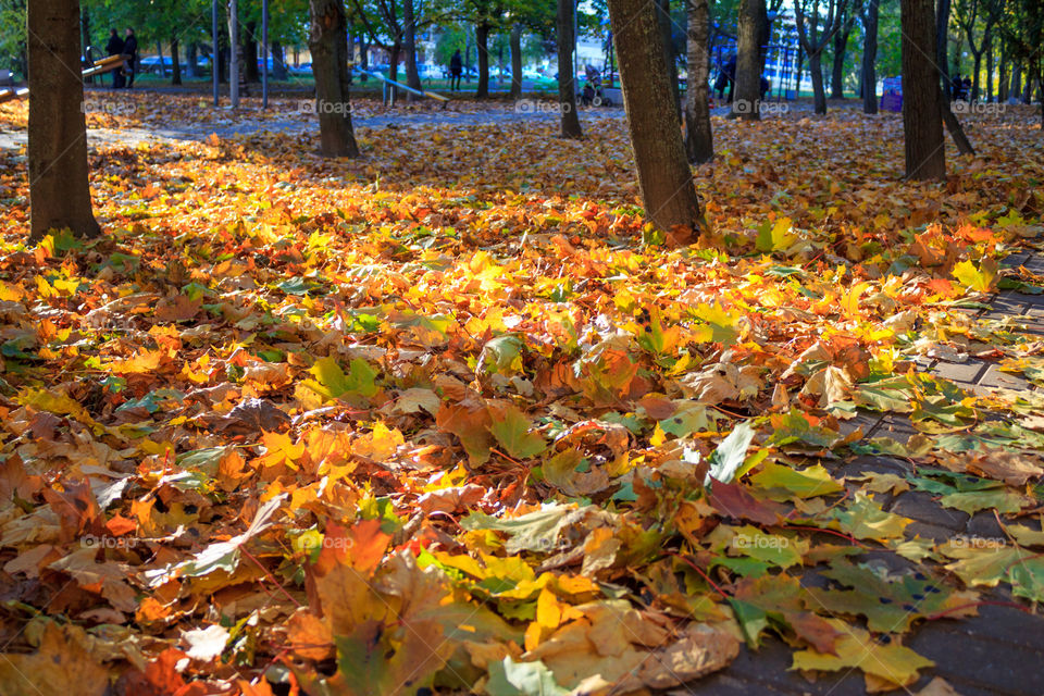 carpet of yellow leaves