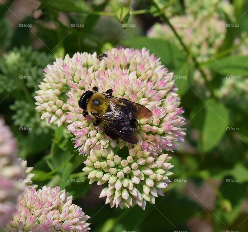 Bee on pink flower