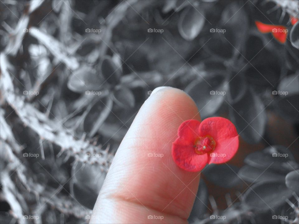finger & flower. touch small red flower by my finger