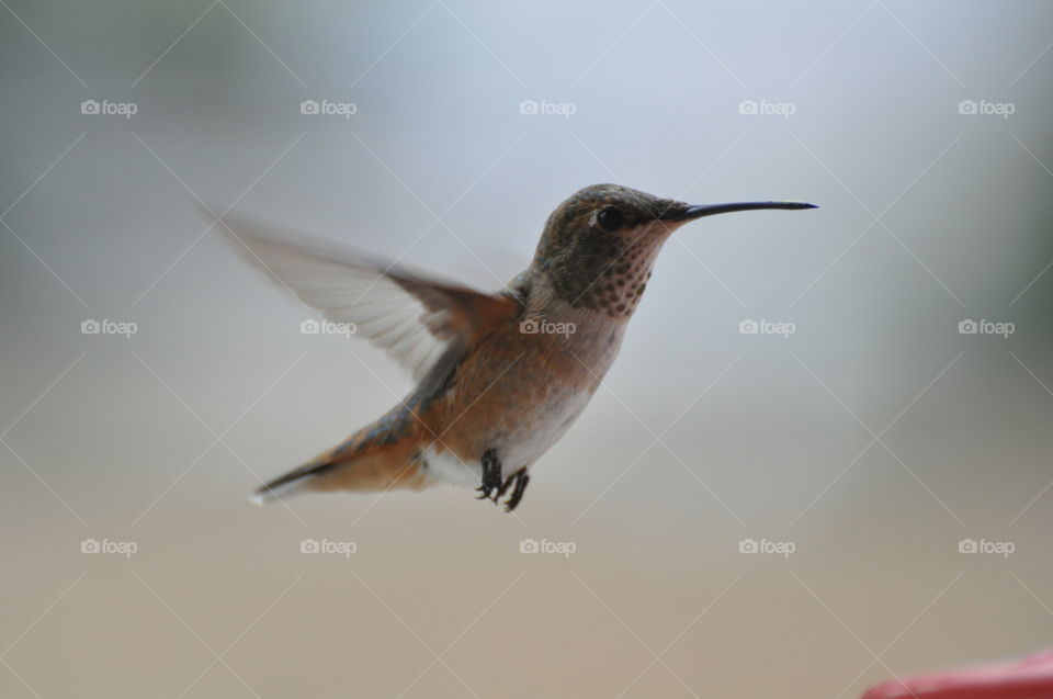 Hovering hummingbird