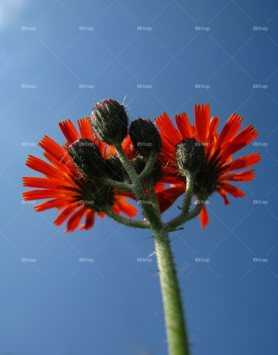 red flower on a blue background, beautiful clean sky, energy, life, nature, ecofriendly