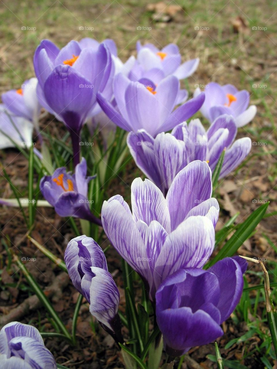 Crocus