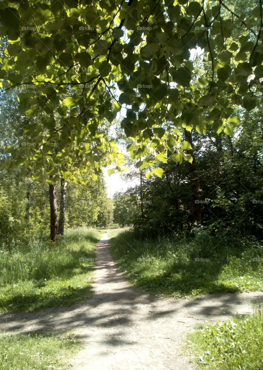 Nature, Landscape, Leaf, Road, Tree