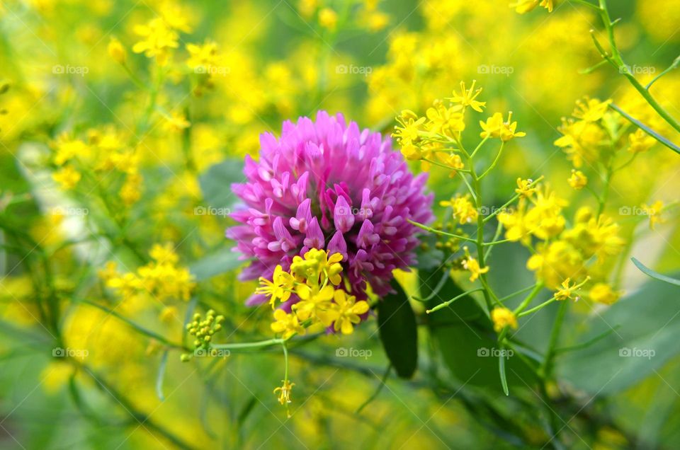 Complementary Colors, Flower