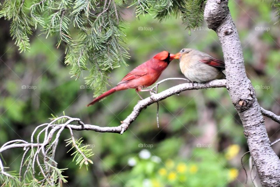 Kissing cardinals
