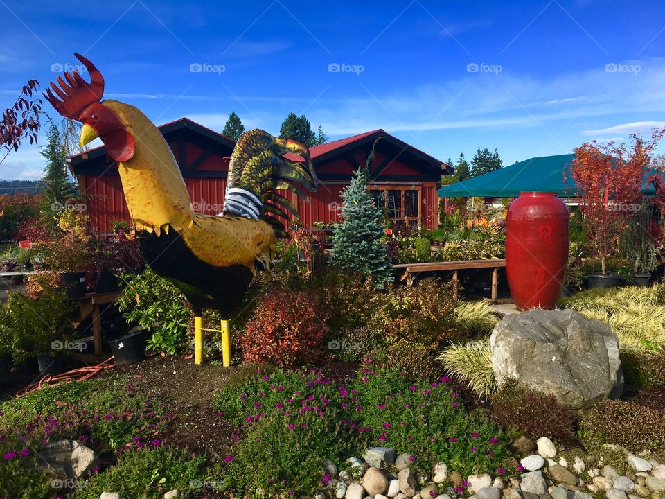 Rooster Metal Sculpture in Garden Nursery