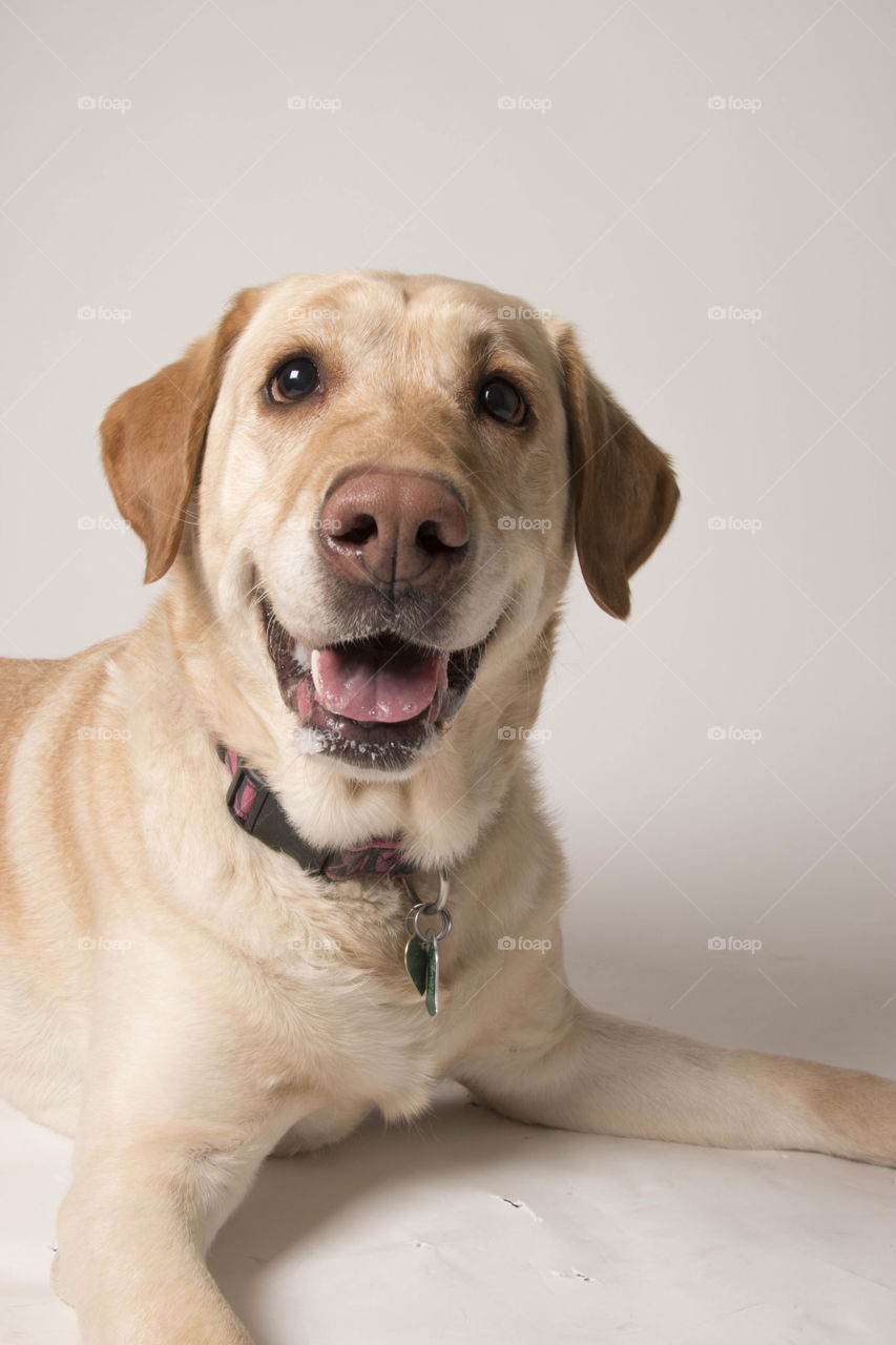 Photogenic dog smiling for camera 