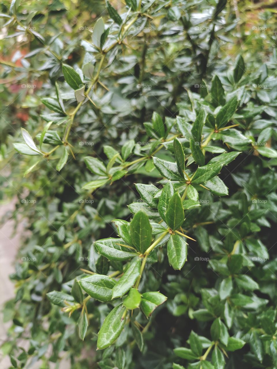◐  🌿  Close Up View of Green Leaves Berberis Julianae
◐  💚  Beautiful Natural Wallpaper