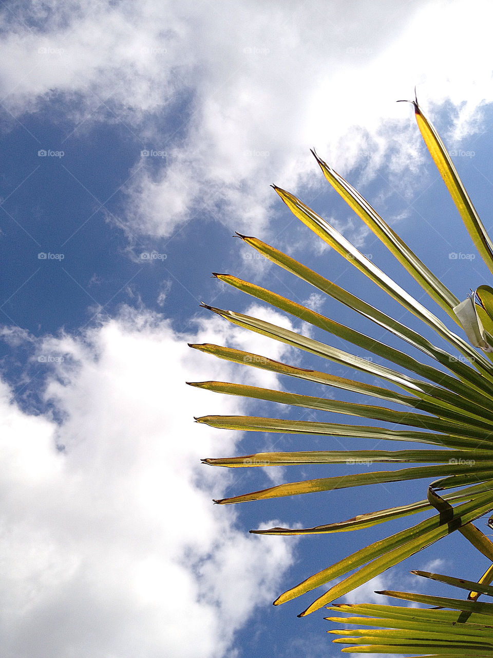 sky sweden garden sommar by elluca