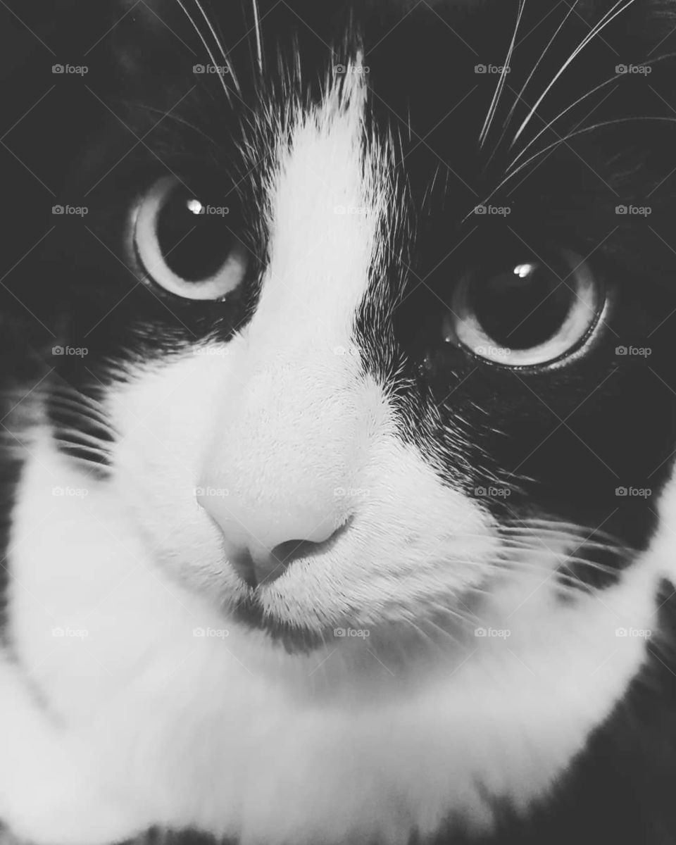 https://www.facebook.com/saxanka.prdkajka/
💛
https://www.facebook.com/JaceCucos/
💙
https://www.facebook.com/Liliana.The.Cat/

#cat #cats #catsagram #catstagram #instagood #kitten #kitty #kittens #pet #pets #animal #animals #petstagram