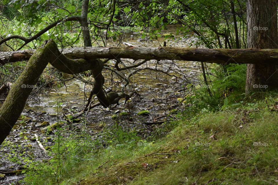 Trees fallen in a creek