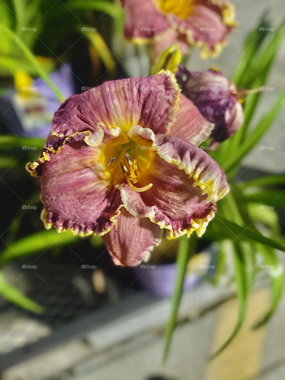 This flower I am pretty sure was another kind of Day Lily! I loved how the petals wrinkled at the tips, and the almost pastel mauve and yellow color combo. 