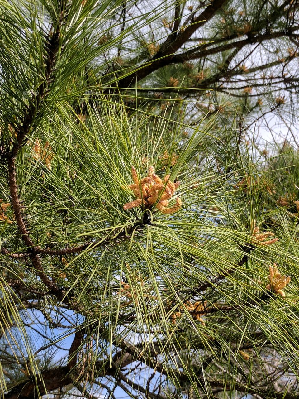 seeding pine tree