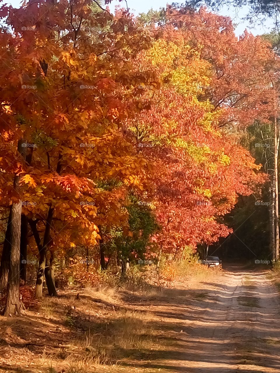 polish nature, autumn