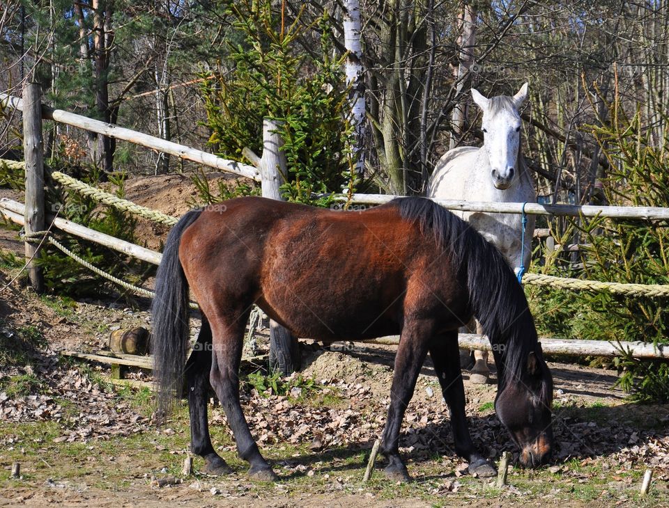 beautiful horses on the farm