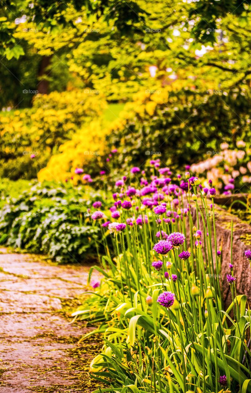 Garden path