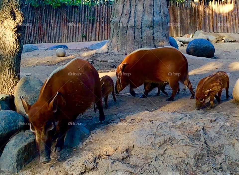 Red River Hog family