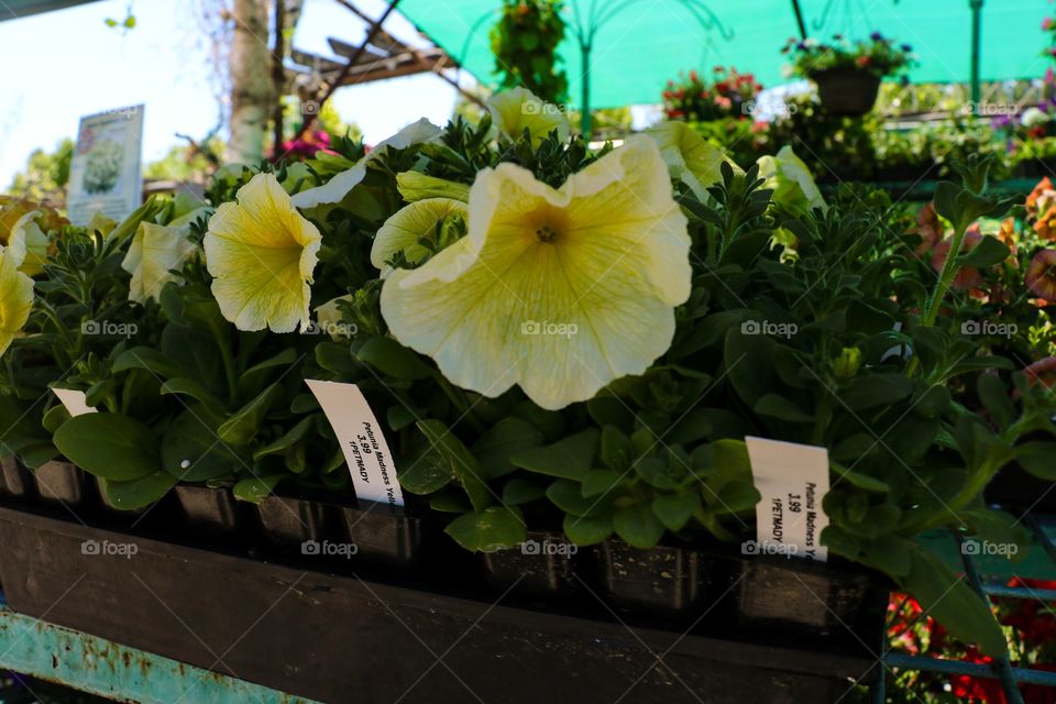 White and yellow flower closeup