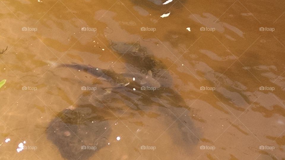 fish in Saint Lucie river