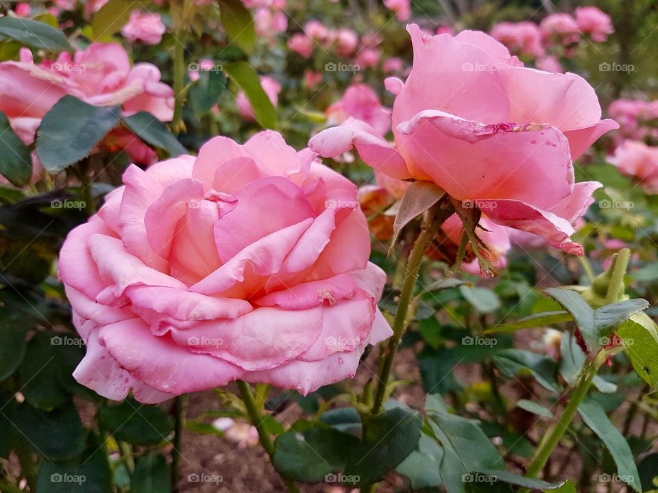 Pink roses ( blooms in season)
