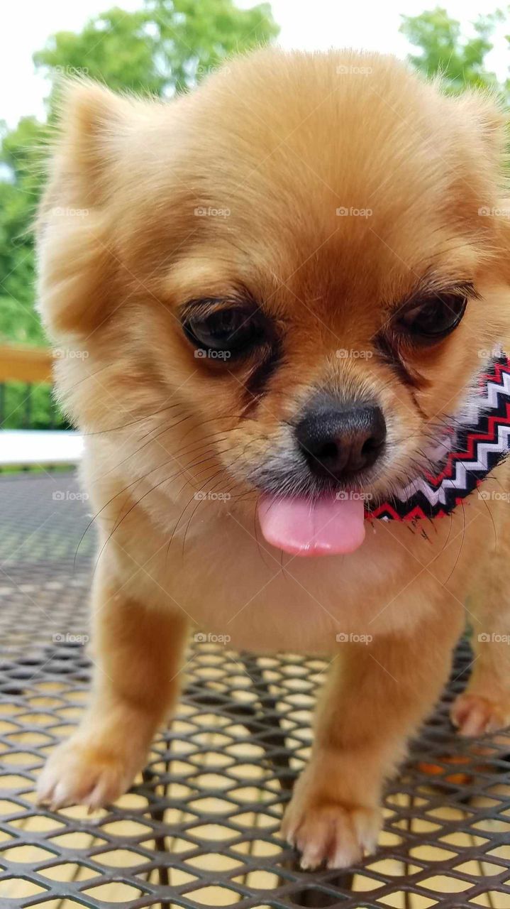 Air Licking Chihuahua  Dog