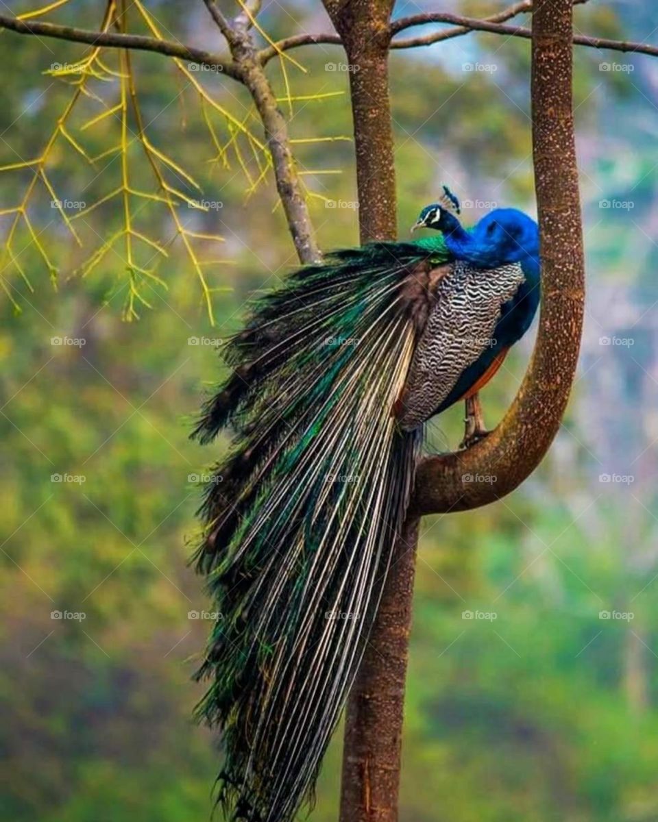 Beautiful view of a peafowl