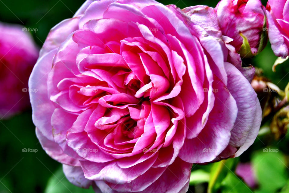 pink flower rose day by fidusen