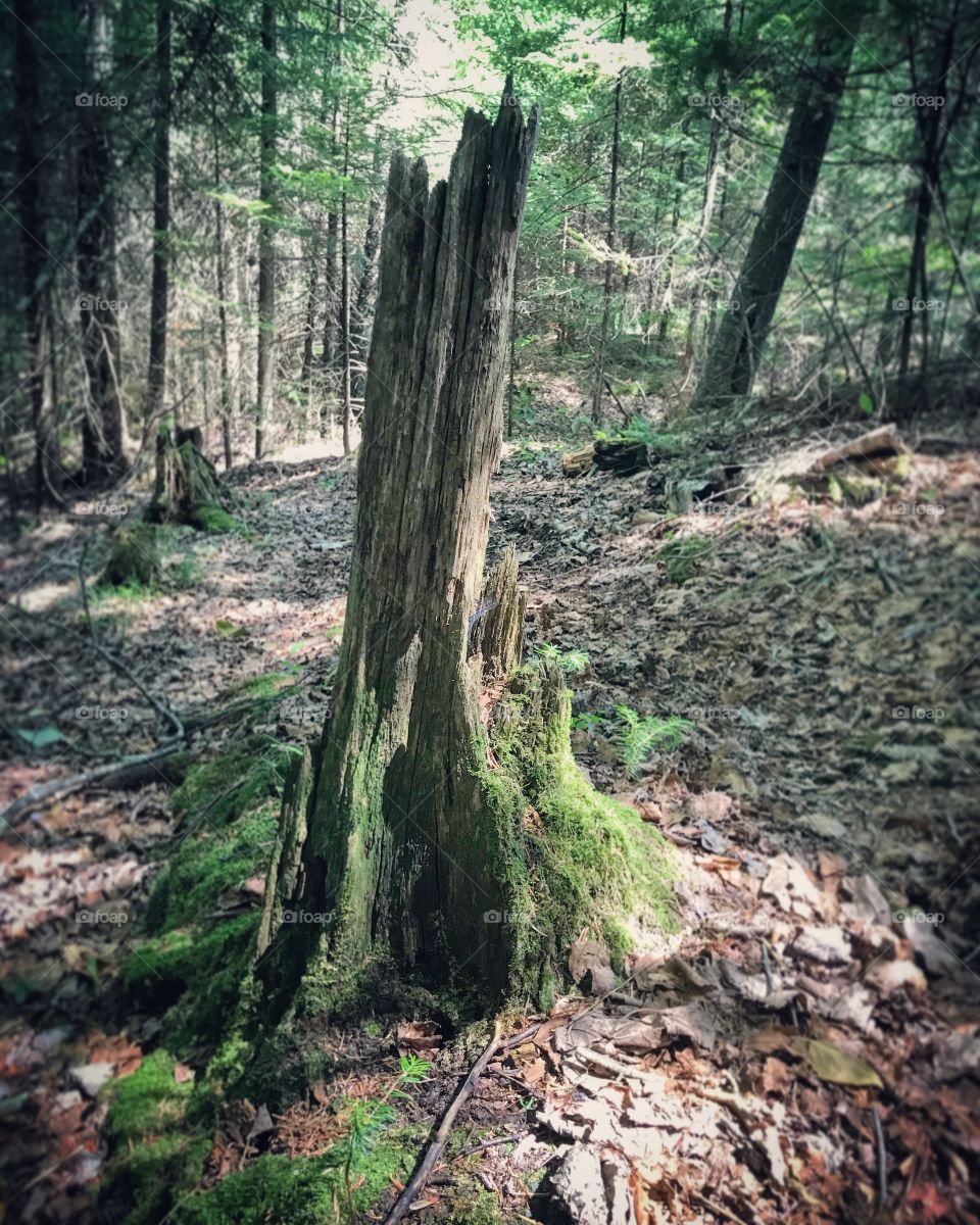 Forest adventures means getting out and exploring things like this moss covered stump!