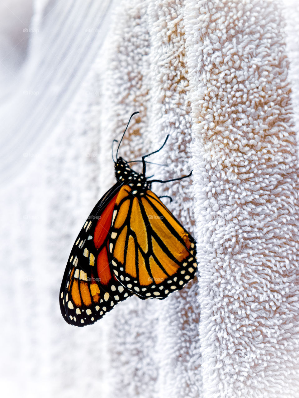 beautiful monarch butterfly taking a rest on a hanging towel in Algonquin Park
