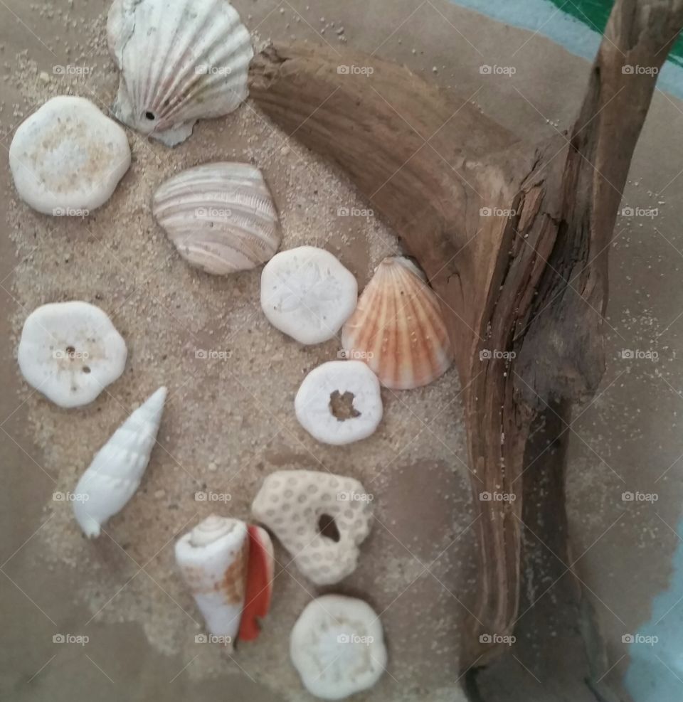 seashells dreaming
