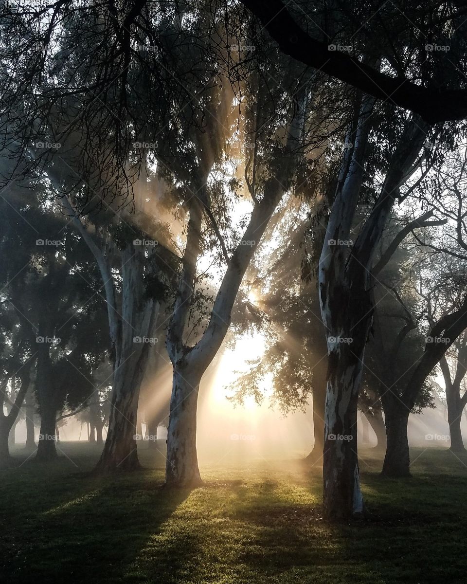 Misty sunrise through the treed