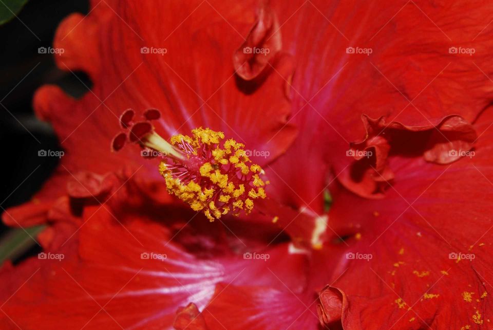 the middle of the red hibiscus