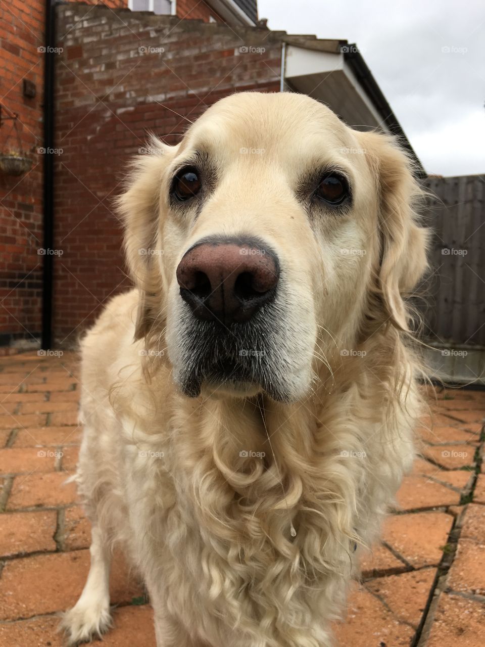 Dog, Pet, Animal, Canine, Cute