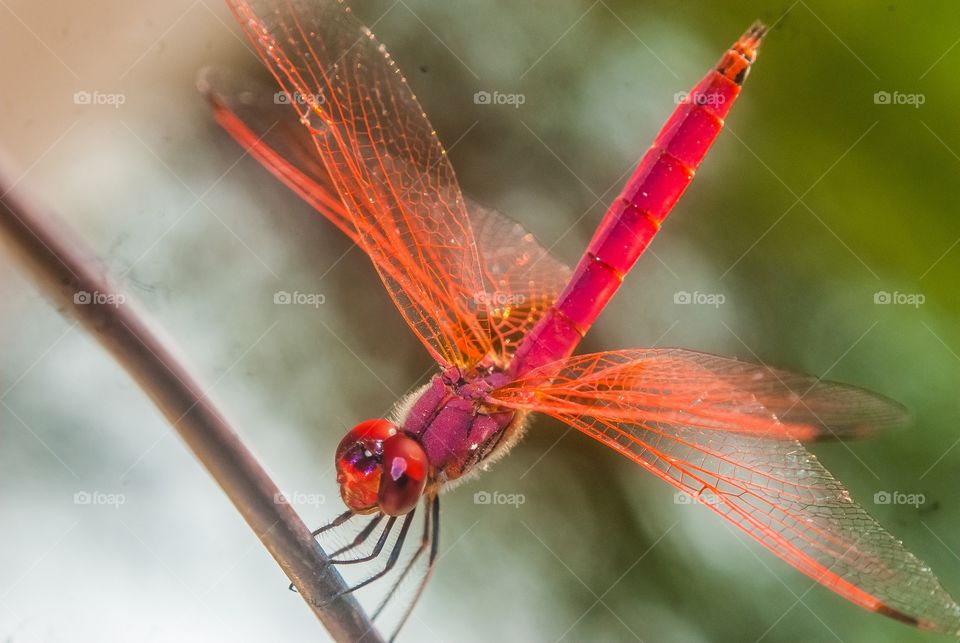 beautiful macro shot 