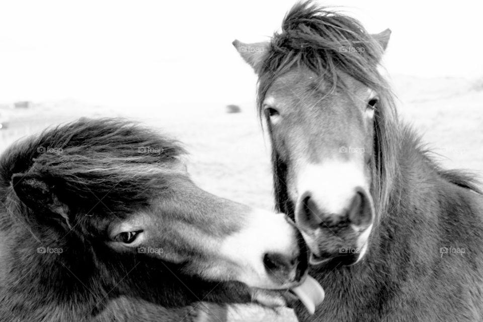 two's company..wild horses