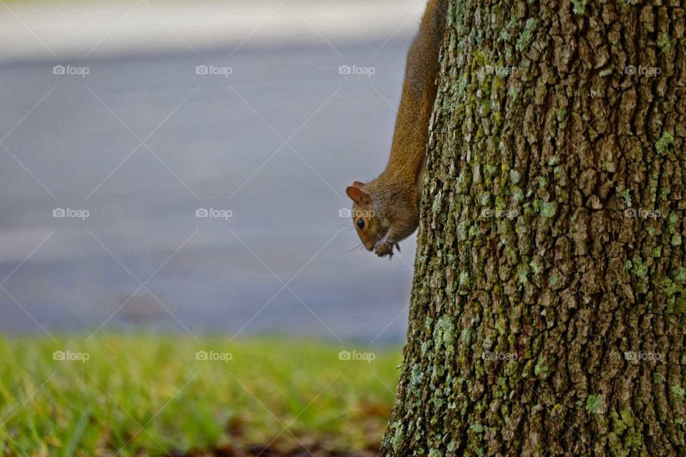 squirrel running on tree