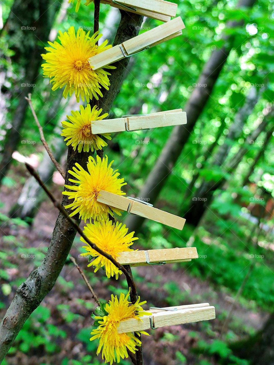 Plants.  Green Forest.  On a branch, with the help of wooden clothespins, flowers of yellow dandelions are attached.