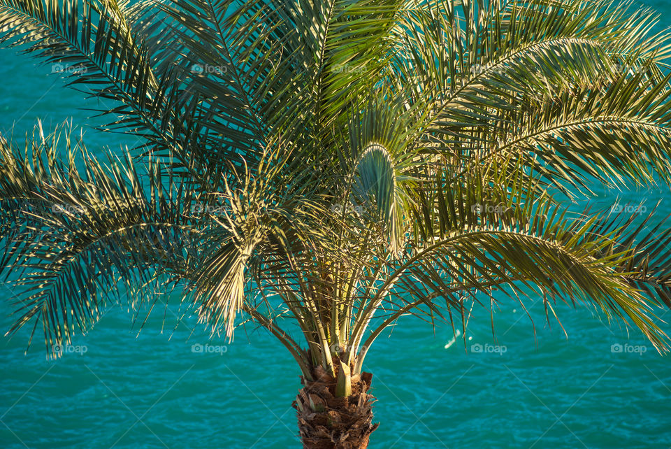 beautiful clear blue turquoise sea ocean water surface with ripples and big palm on foreground