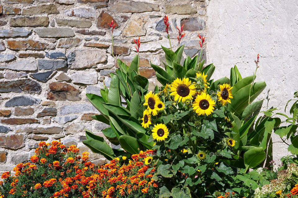 Sunflower in flowerbed.