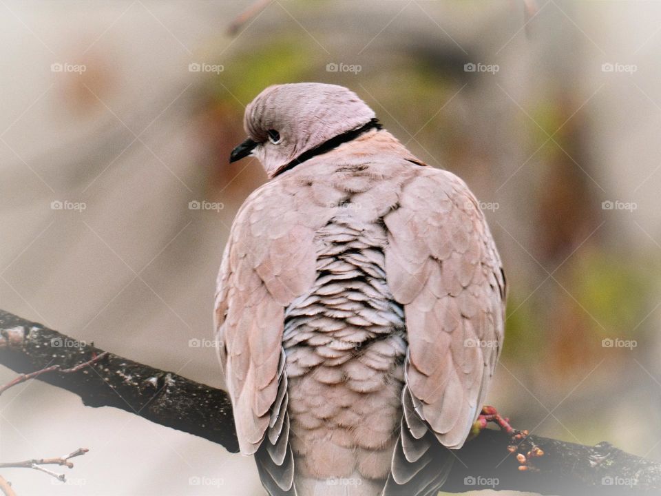 Solitaire pigeon