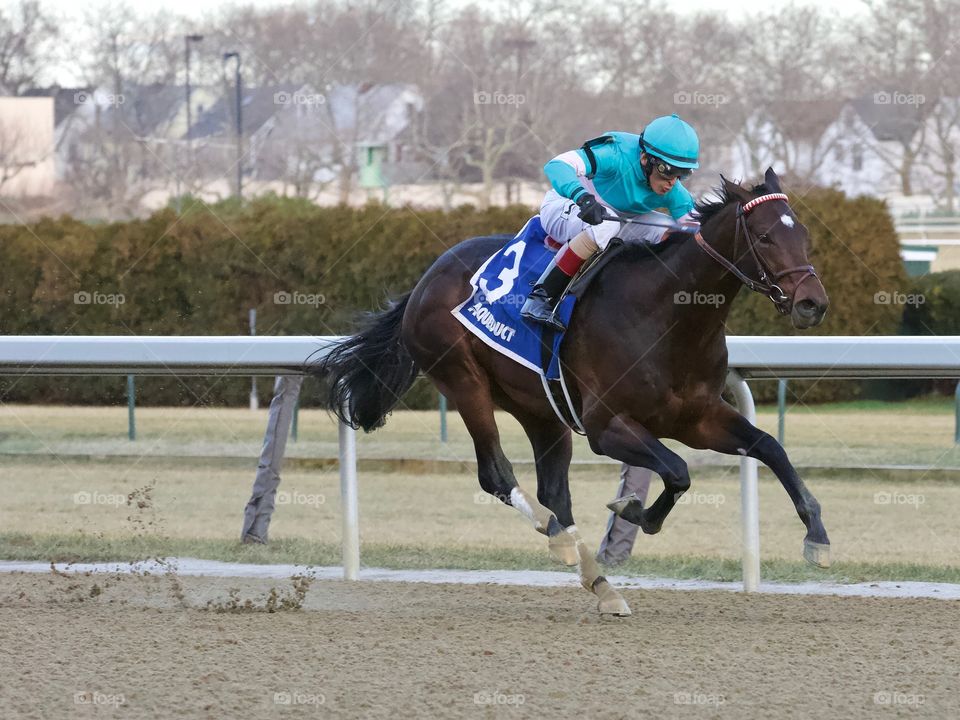 Horse racing
thoroughbred racing, Mind Control, John Velasquez,zazzle.com/fleetphoto,