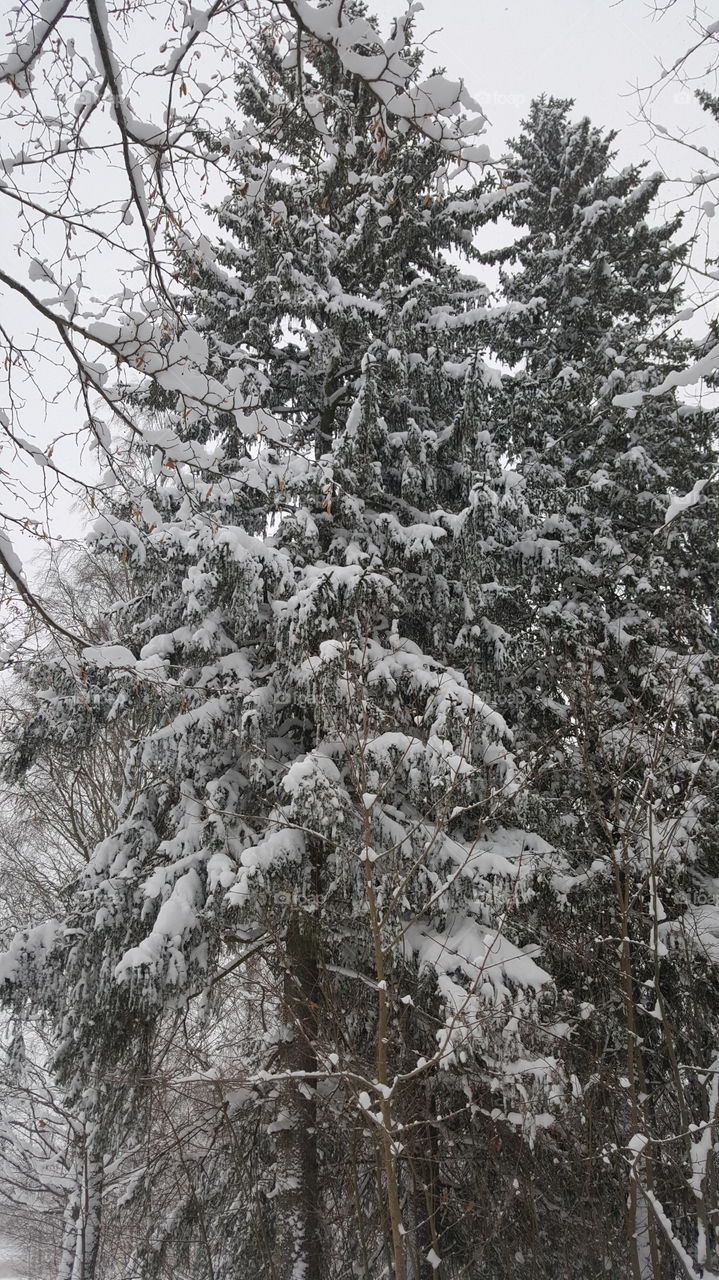 snow on tree