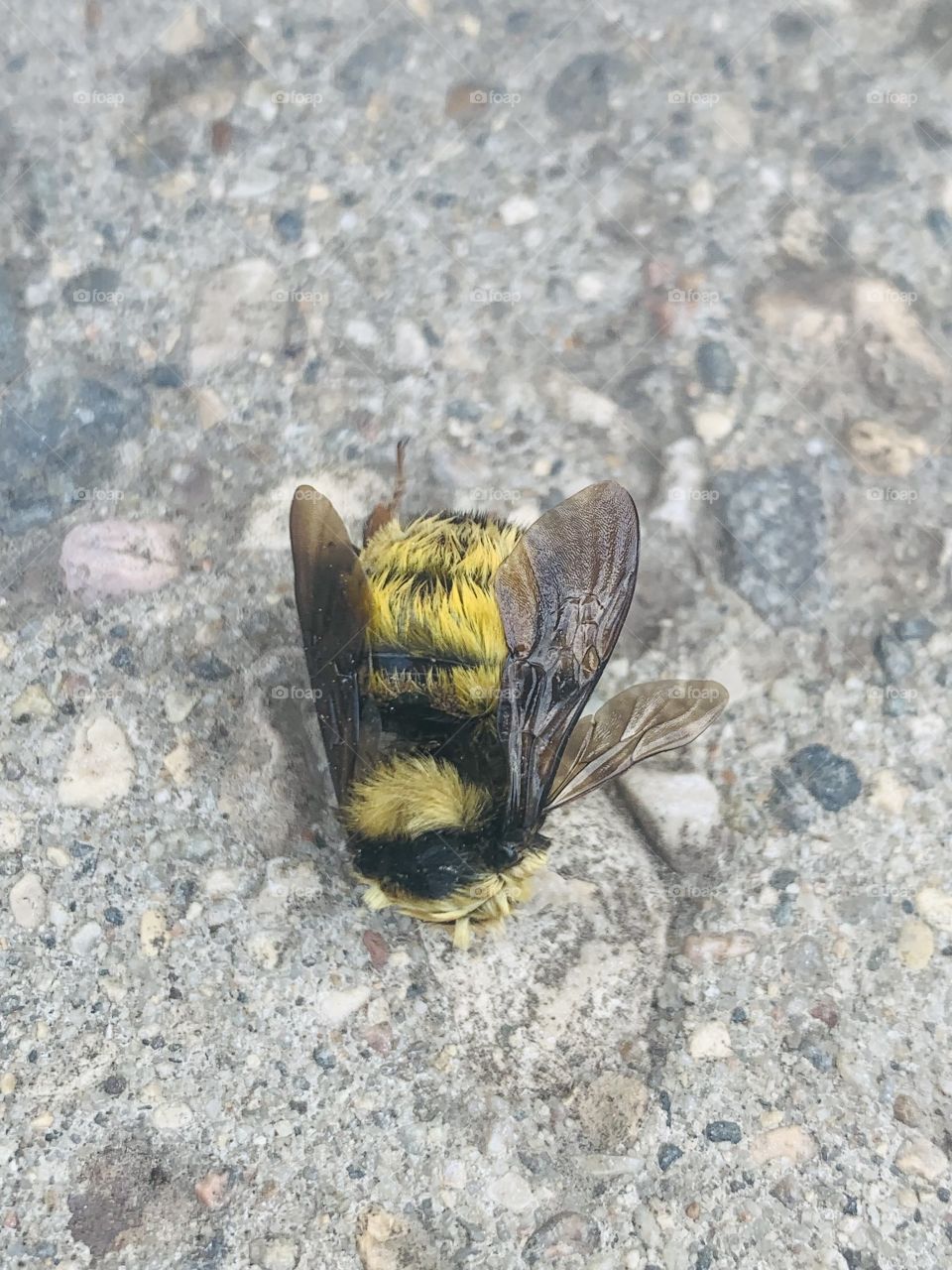 Bee 