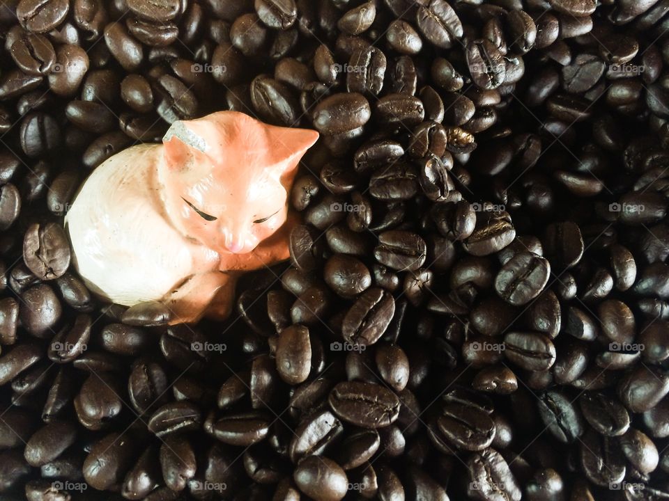 Abstract cat sleep on coffee seed background 