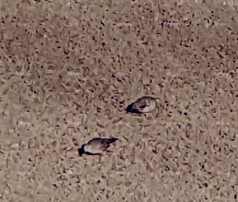 birds in the sand